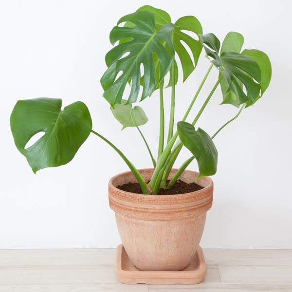 Monstera